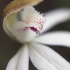 Caladenia moschata (Musky Caps) at Black Mountain - 21 Oct 2015 by JasonC