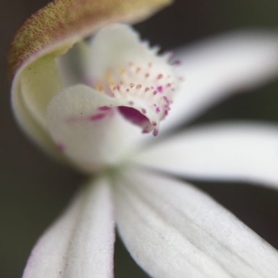 Caladenia moschata (Musky Caps) at Canberra Central, ACT - 21 Oct 2015 by JasonC