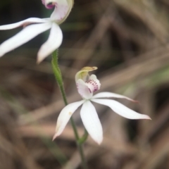 Caladenia moschata at Canberra Central, ACT - 21 Oct 2015