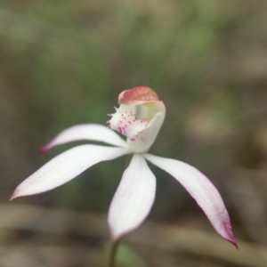 Caladenia moschata at Canberra Central, ACT - 21 Oct 2015