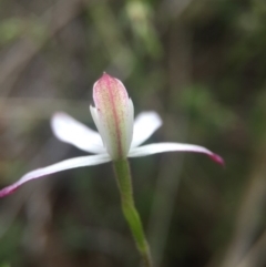 Caladenia moschata at Canberra Central, ACT - 21 Oct 2015