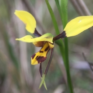 Diuris sulphurea at Canberra Central, ACT - suppressed