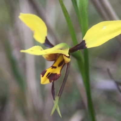 Diuris sulphurea (Tiger Orchid) at Black Mountain - 21 Oct 2015 by JasonC