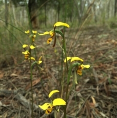 Diuris sulphurea at Canberra Central, ACT - suppressed