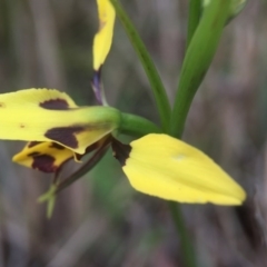 Diuris sulphurea at Canberra Central, ACT - suppressed