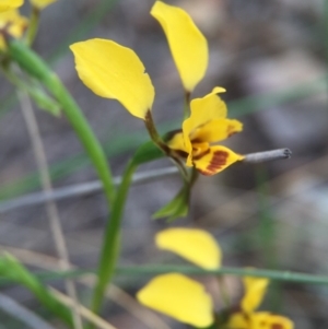 Diuris nigromontana at Acton, ACT - 21 Oct 2015