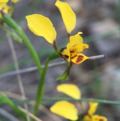 Diuris nigromontana (Black Mountain Leopard Orchid) at ANBG South Annex - 21 Oct 2015 by JasonC