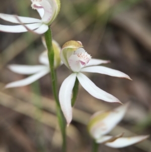 Caladenia moschata at Acton, ACT - 21 Oct 2015