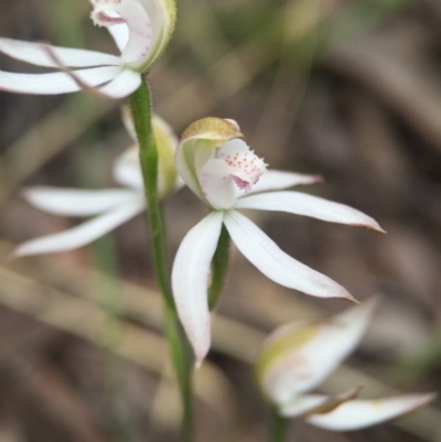 Caladenia moschata (Musky Caps) at ANBG South Annex - 21 Oct 2015 by JasonC
