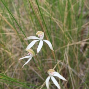 Caladenia moschata at Acton, ACT - 21 Oct 2015