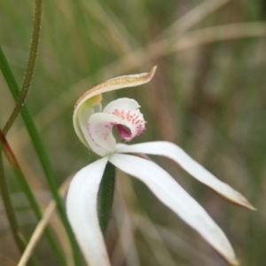 Caladenia moschata at Acton, ACT - 21 Oct 2015