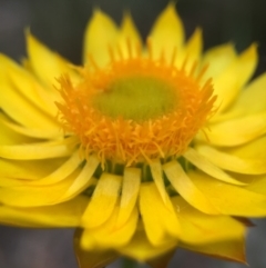 Xerochrysum viscosum (Sticky Everlasting) at ANBG South Annex - 21 Oct 2015 by JasonC