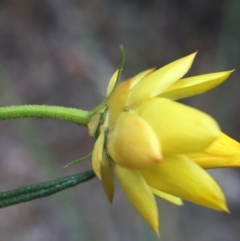 Xerochrysum viscosum at Acton, ACT - 21 Oct 2015