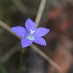 Wahlenbergia sp. (Bluebell) at ANBG South Annex - 21 Oct 2015 by JasonC