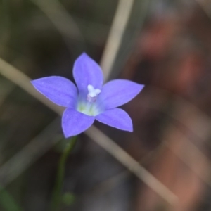 Wahlenbergia sp. at Acton, ACT - 21 Oct 2015
