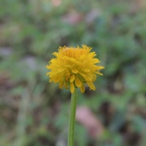 Calotis lappulacea at Bonython, ACT - 21 Oct 2015