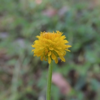 Calotis lappulacea (Yellow Burr Daisy) at Bonython, ACT - 21 Oct 2015 by MichaelBedingfield