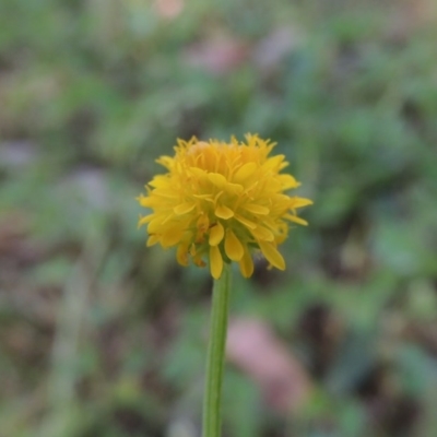Calotis lappulacea (Yellow Burr Daisy) at Pine Island to Point Hut - 20 Oct 2015 by michaelb
