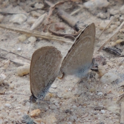 Zizina otis (Common Grass-Blue) at Namadgi National Park - 20 Oct 2015 by michaelb