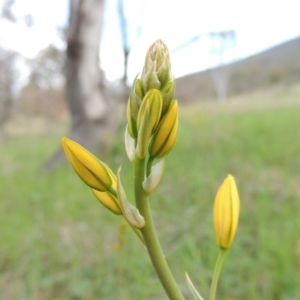 Bulbine bulbosa at Tennent, ACT - 20 Oct 2015