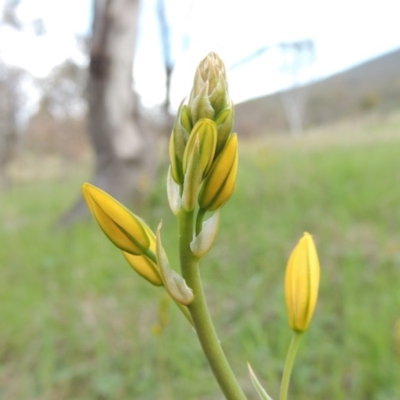 Bulbine bulbosa (Golden Lily) at Tennent, ACT - 20 Oct 2015 by michaelb