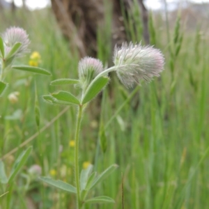 Trifolium arvense var. arvense at Tennent, ACT - 20 Oct 2015 04:49 PM