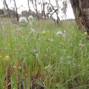 Trifolium arvense var. arvense at Tennent, ACT - 20 Oct 2015 04:49 PM