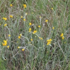 Chrysocephalum apiculatum (Common Everlasting) at Namadgi National Park - 20 Oct 2015 by michaelb