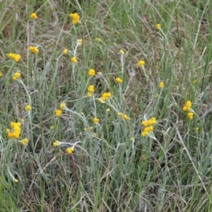 Chrysocephalum apiculatum at Tennent, ACT - 20 Oct 2015