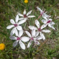 Burchardia umbellata at Hall, ACT - 20 Oct 2015