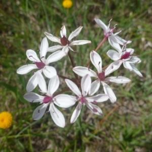 Burchardia umbellata at Hall, ACT - 20 Oct 2015