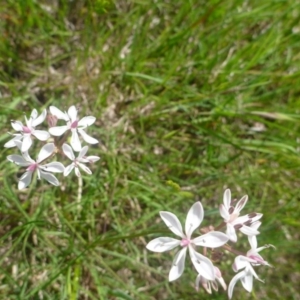 Burchardia umbellata at Hall, ACT - 20 Oct 2015