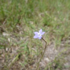 Wahlenbergia sp. (Bluebell) at Hall, ACT - 20 Oct 2015 by jksmits