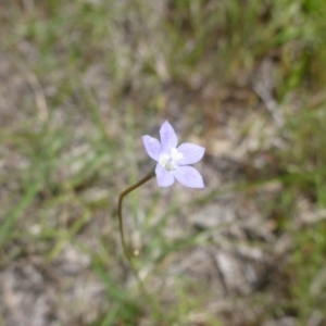 Wahlenbergia sp. at Hall, ACT - 20 Oct 2015