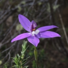 Glossodia major (Wax Lip Orchid) at Tennent, ACT - 20 Oct 2015 by michaelb