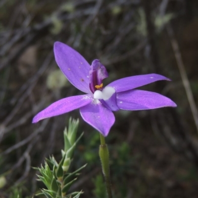 Glossodia major (Wax Lip Orchid) at Namadgi National Park - 20 Oct 2015 by michaelb