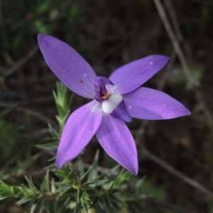 Glossodia major at Tennent, ACT - 20 Oct 2015