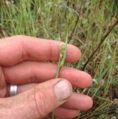 Dianella sp. aff. longifolia (Benambra) at Canberra, ACT - 22 Oct 2015