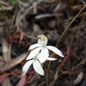 Caladenia moschata at Canberra Central, ACT - suppressed