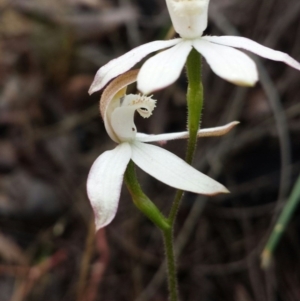 Caladenia moschata at Canberra Central, ACT - 22 Oct 2015