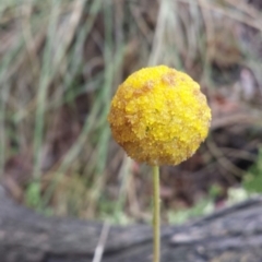 Craspedia variabilis (Common Billy Buttons) at Canberra Central, ACT - 22 Oct 2015 by MattM