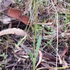 Craspedia variabilis at Canberra Central, ACT - suppressed