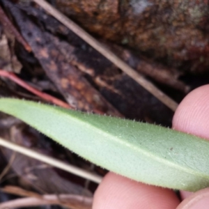 Craspedia variabilis at Canberra Central, ACT - suppressed