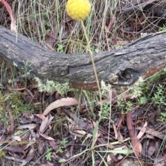 Craspedia variabilis at Canberra Central, ACT - suppressed