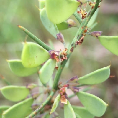 Daviesia genistifolia (Broom Bitter Pea) at Sutton, ACT - 22 Oct 2015 by JasonC