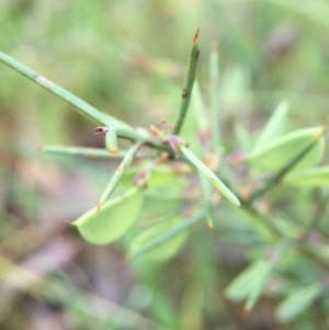 Daviesia genistifolia at Sutton, ACT - 22 Oct 2015