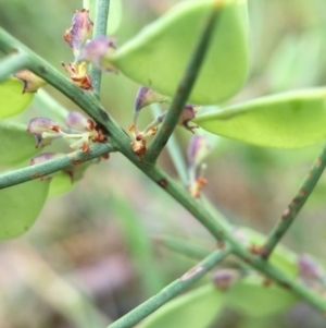 Daviesia genistifolia at Sutton, ACT - 22 Oct 2015