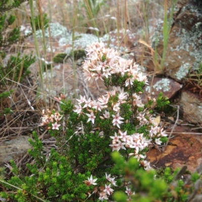 Calytrix tetragona (Common Fringe-myrtle) at Molonglo Valley, ACT - 22 Oct 2015 by RichardMilner