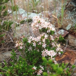 Calytrix tetragona at Molonglo River Reserve - 22 Oct 2015