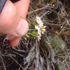 Calytrix tetragona at Molonglo River Reserve - 22 Oct 2015